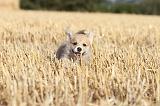 CORGI PEMBROKE 096